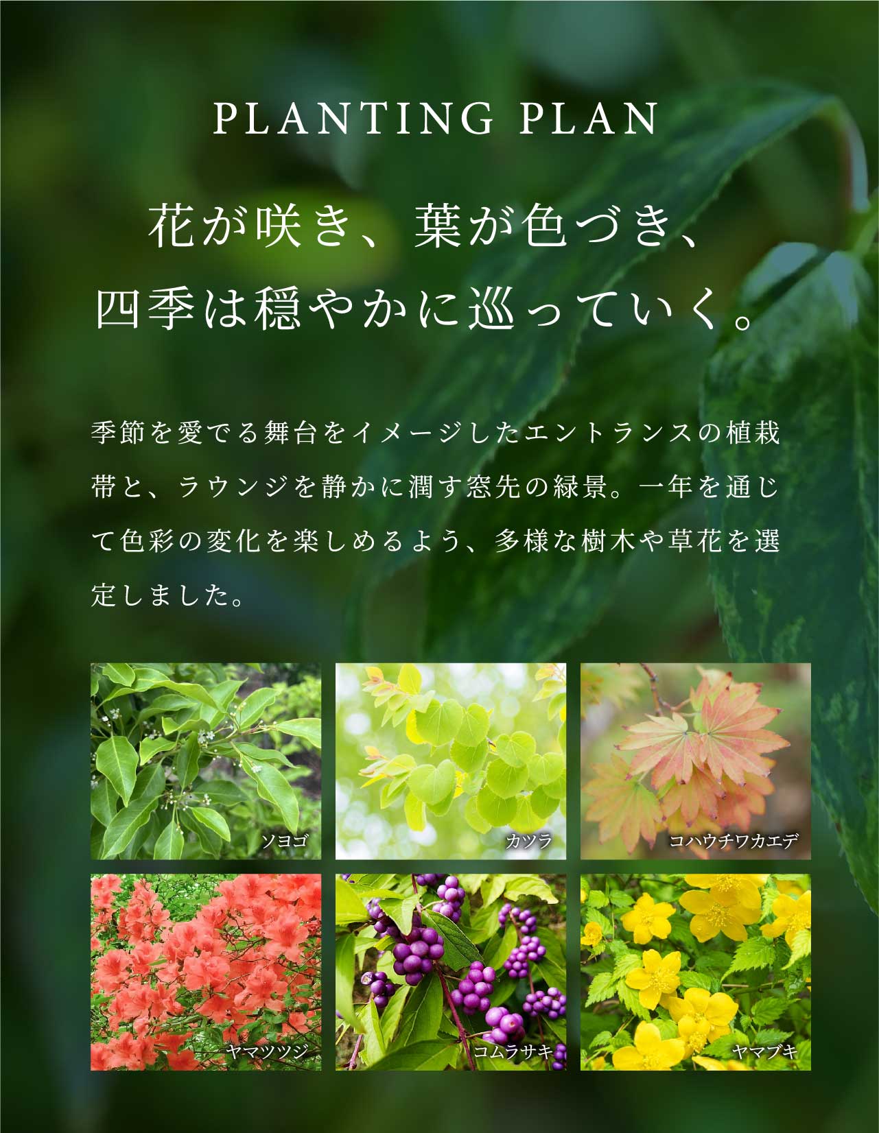 PLANTING PLAN 花が咲き、葉が色づき、四季は穏やかに巡っていく。