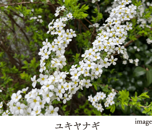 ユキヤナギ