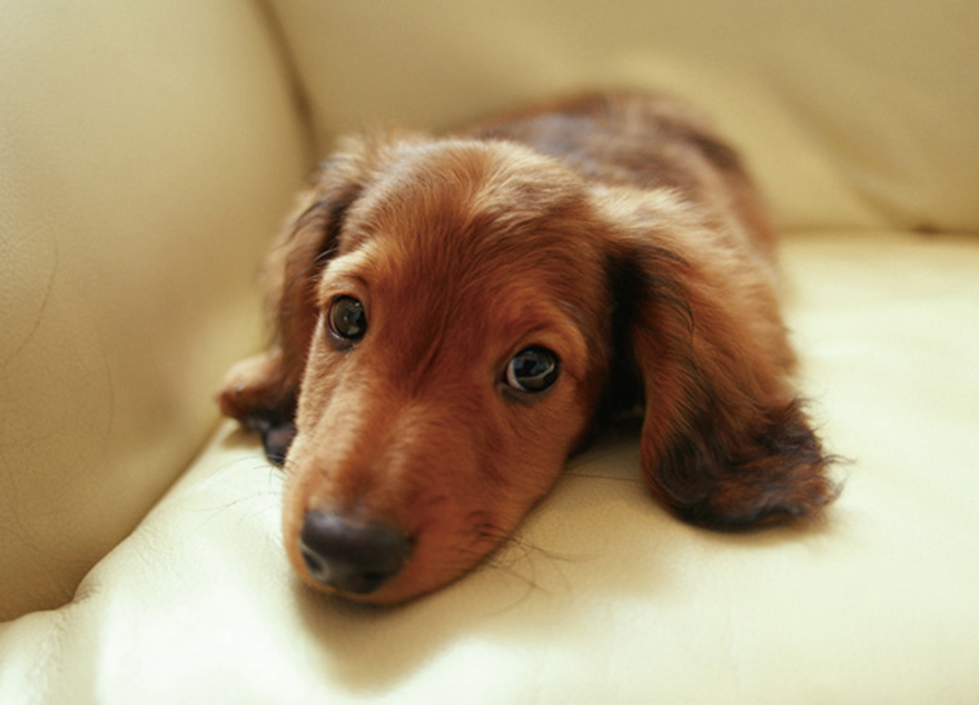 ペット対応マンション＊